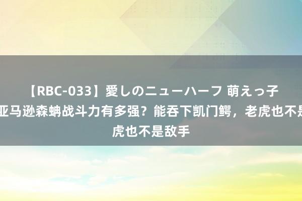 【RBC-033】愛しのニューハーフ 萌えっ子ゆか 亚马逊森蚺战斗力有多强？能吞下凯门鳄，老虎也不是敌手